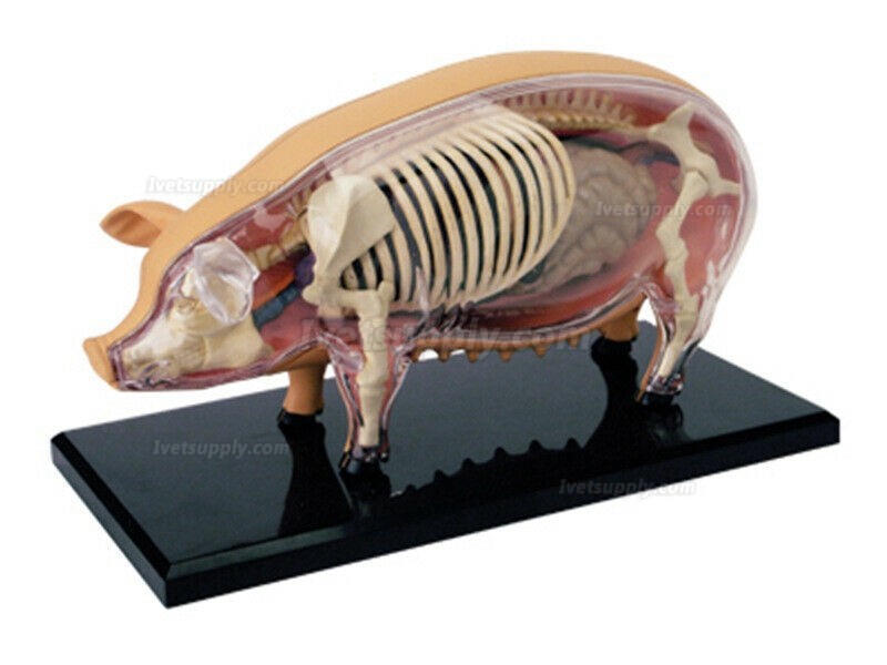 Pig Anatomy Science And Education Assembled Model Teaching Model